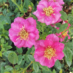 Orgona bíbor - törpe - mini rózsa